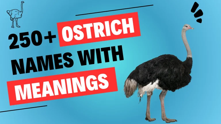 Ostrich Names with Meanings