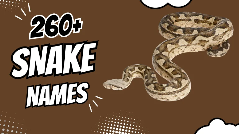 Snake Names