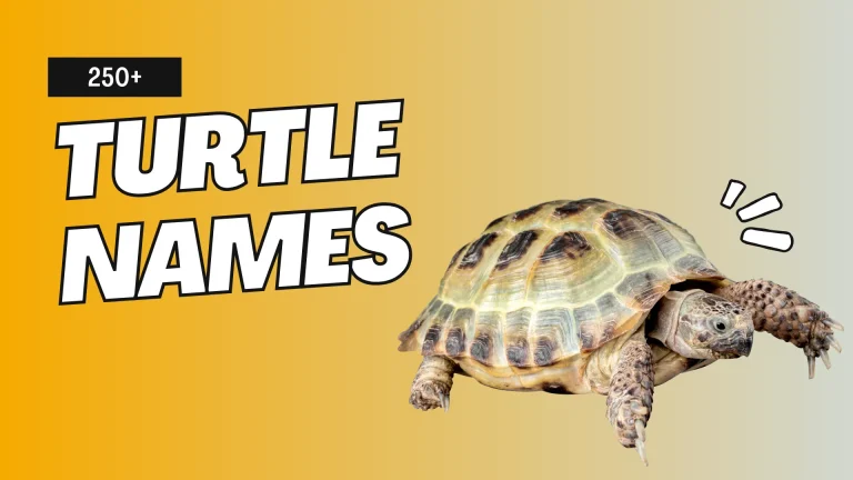 Turtle Names