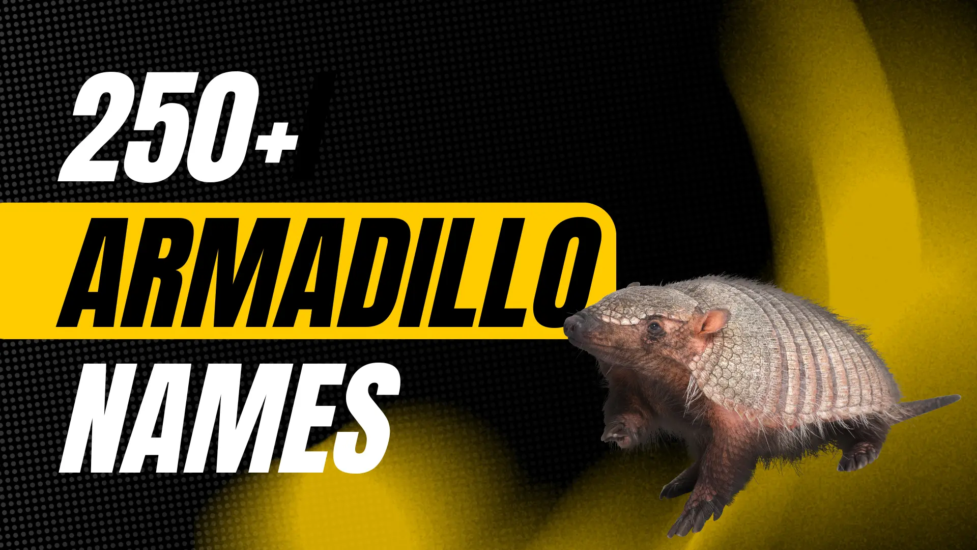 Armadillo Names