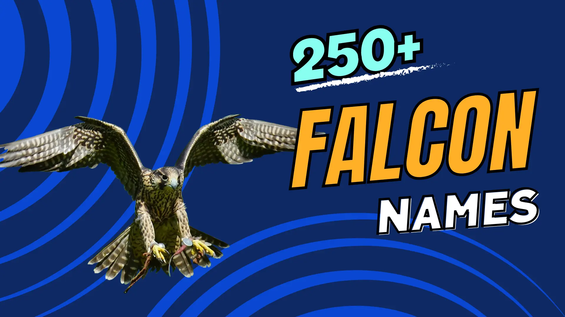 Falcon Names
